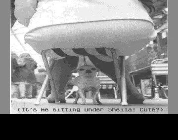 The Lost Puppy