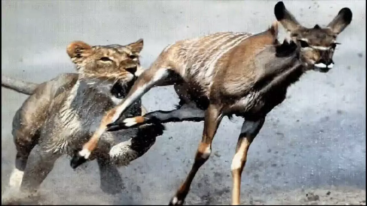 Human Animal